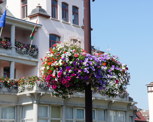 J.O.S. Hanging Baskets