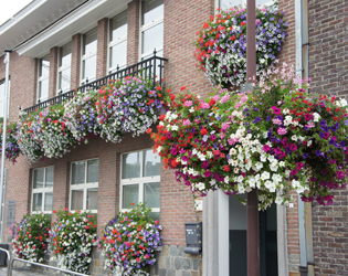 J.O.S. Hanging Baskets