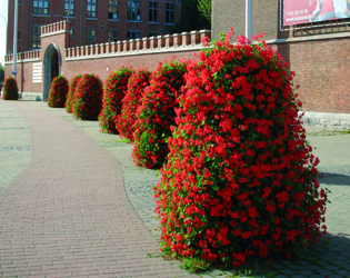 J.O.S. Hanging Baskets