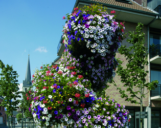 J.O.S. Hanging Baskets